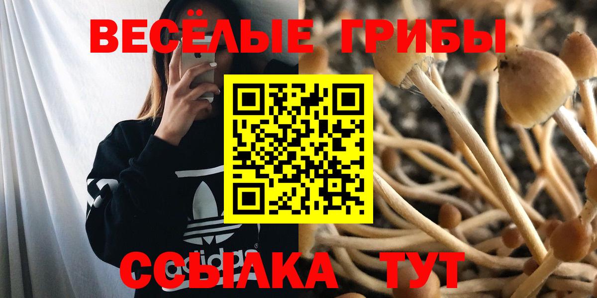 Псилоцибиновые грибы Psilocybe Советск